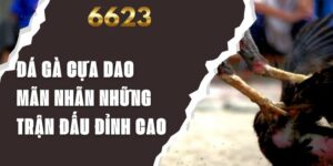 Đá Gà Cựa Dao - Mãn Nhãn Những Trận Đấu Đỉnh Cao