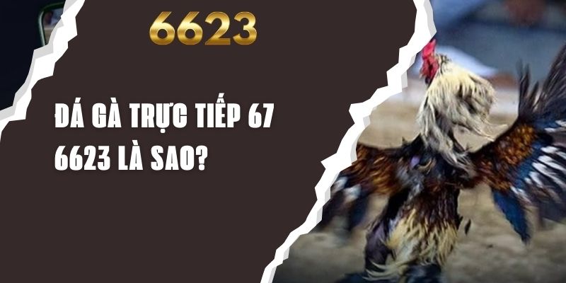 da-ga-truc-tiep-67-6623