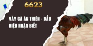 vay-ga-an-thien-6623