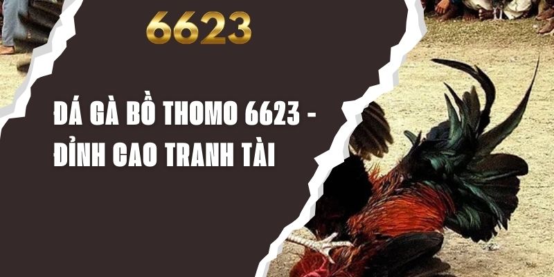 Đá Gà Bồ Thomo 6623 - Đỉnh Cao Tranh Tài, Cược Cực Đã Mắt