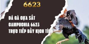 Đá Gà Cựa Sắt Campuchia 6623 - Trực Tiếp Đầy Kịch Tính